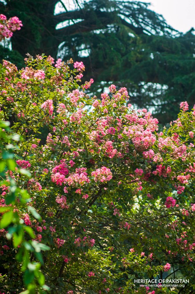 Blooming pink flowers frame Lady Garden Park's lush verdant landscape.